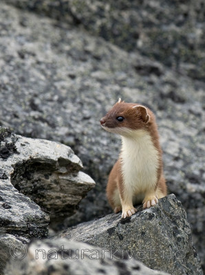 BB 11 0310 / Mustela erminea / Røyskatt